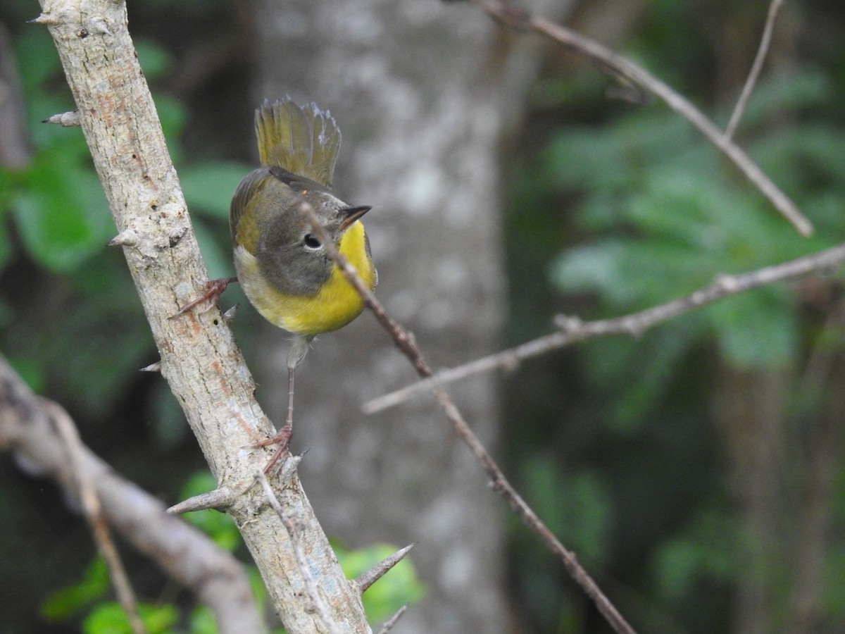 Common Yellowthroat - ML643304845