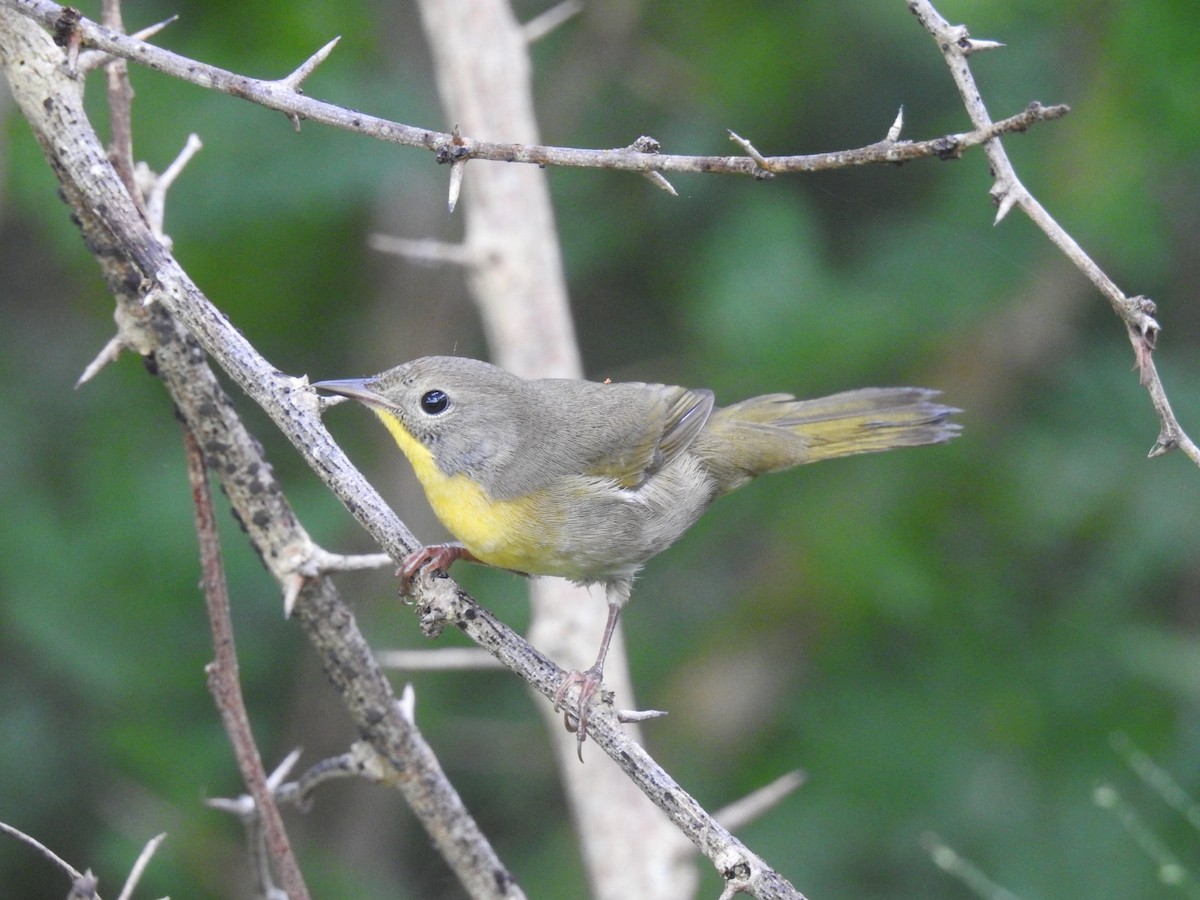 Common Yellowthroat - ML643304846