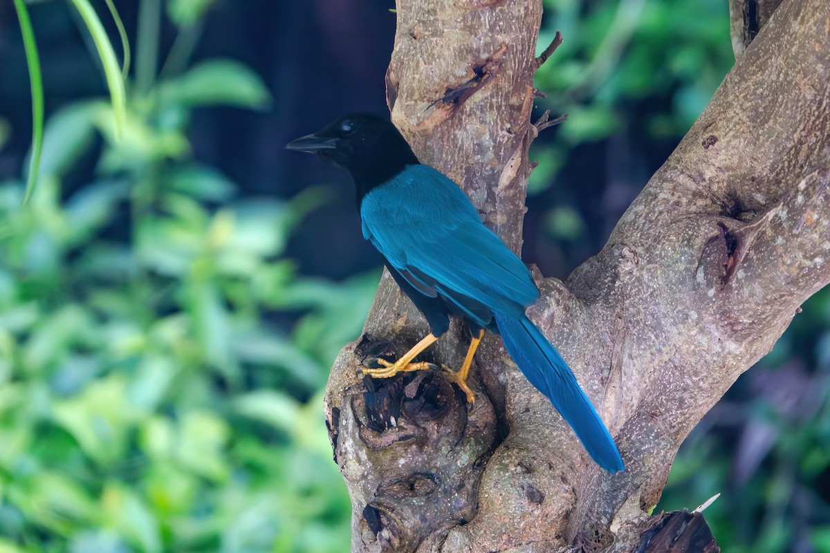 Yucatan Jay - ML643304856