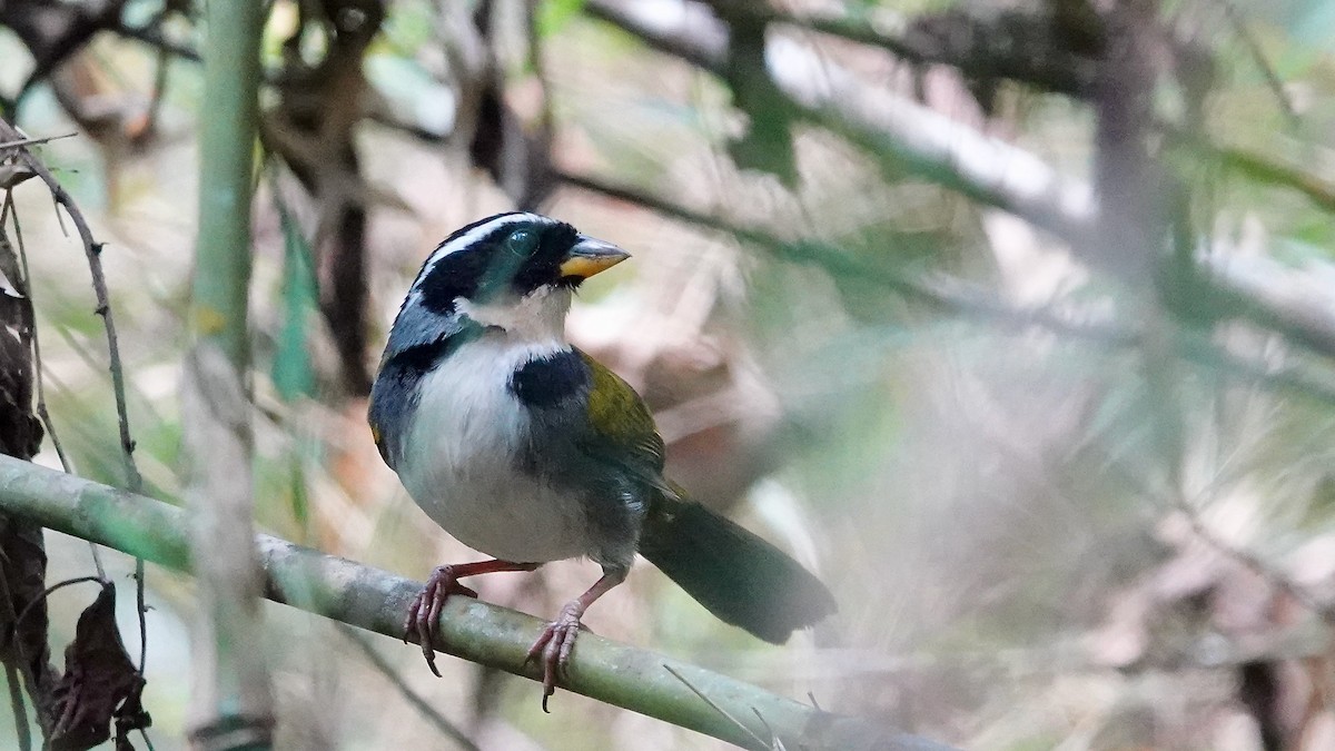 Half-collared Sparrow - ML643304898