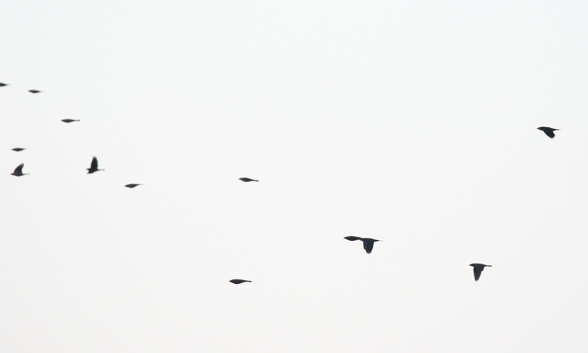 Brown-headed Cowbird - ML643304928