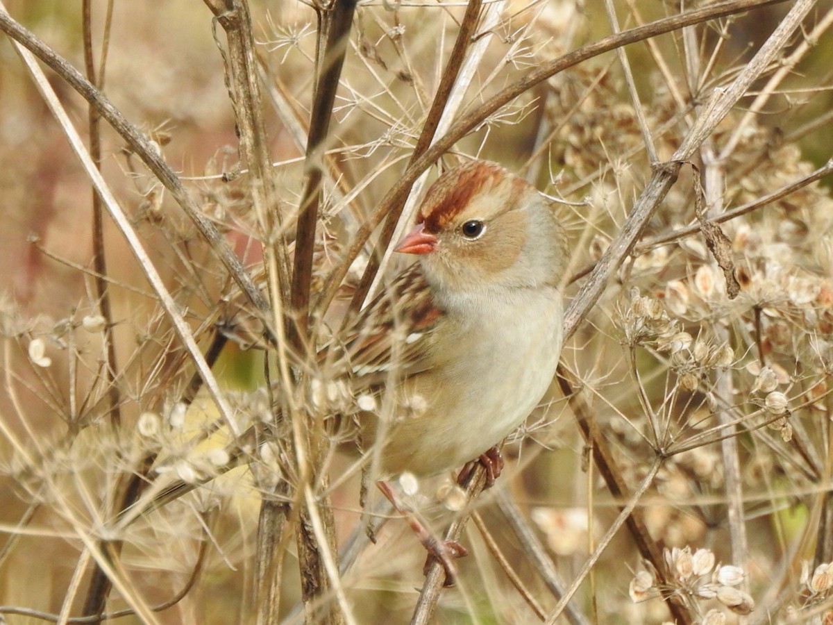 White-crowned Sparrow - ML643304966