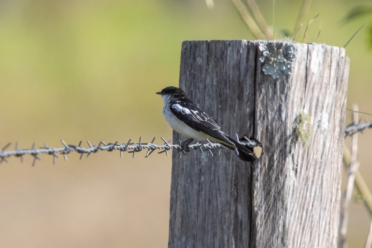 White-winged Triller - ML643304977