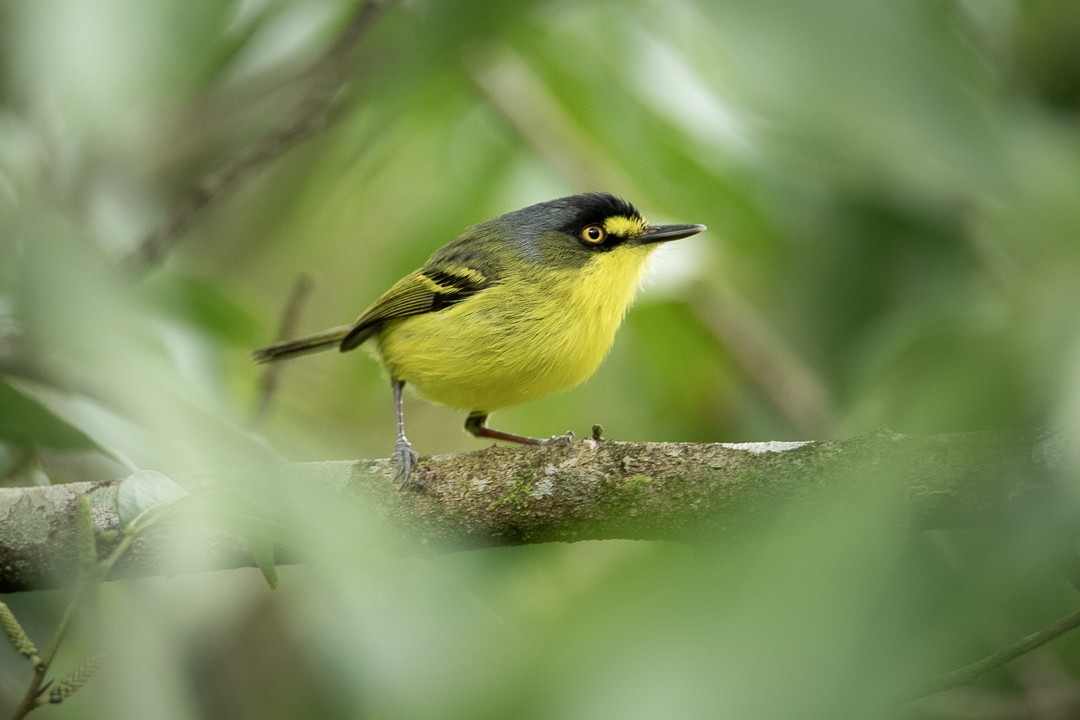 Titirijí Cabecigrís - ML643304995