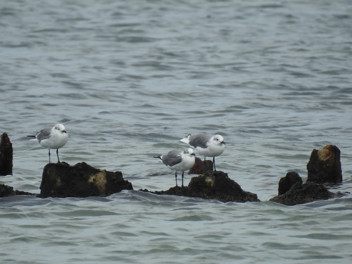 Laughing Gull - ML643304997