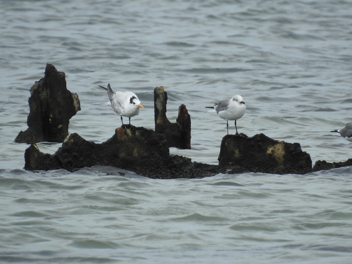 Laughing Gull - ML643304998