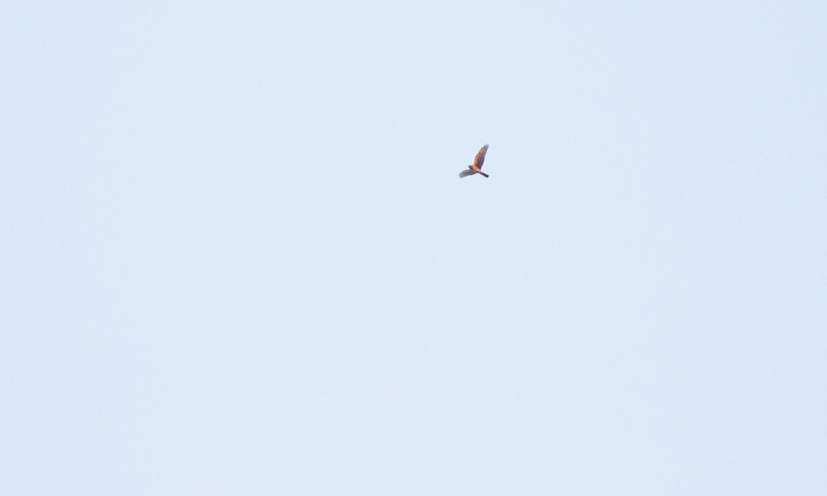 Northern Harrier - ML643305016