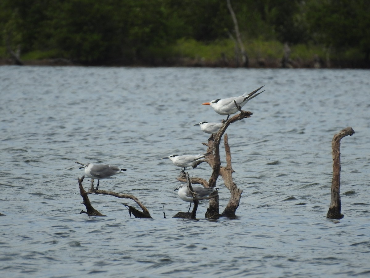 Sandwich Tern - ML643305027