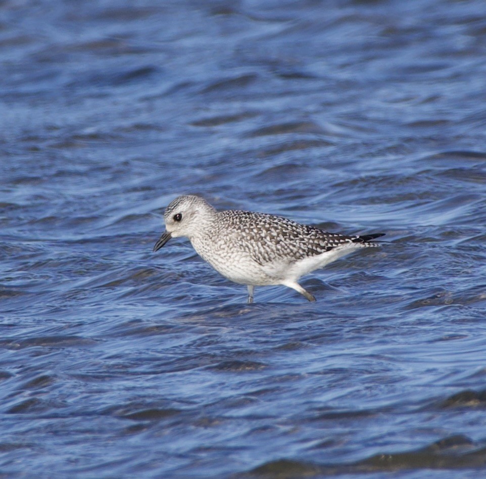 Black-bellied Plover - ML643305039