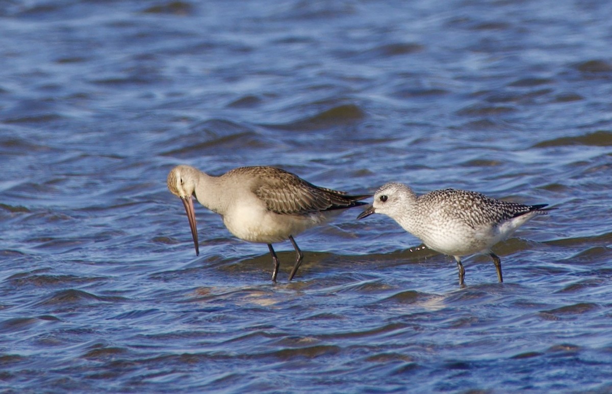 Black-bellied Plover - ML643305040