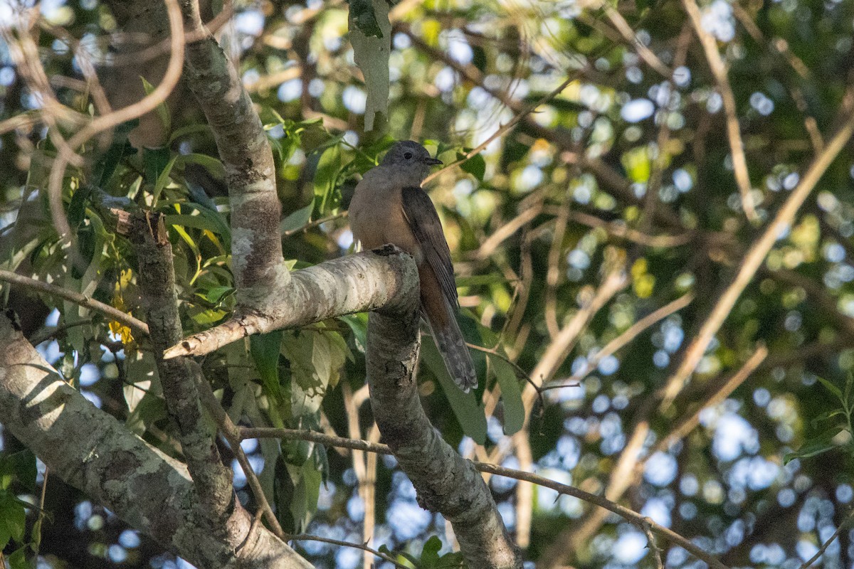 Sahul Brush Cuckoo - ML643305051