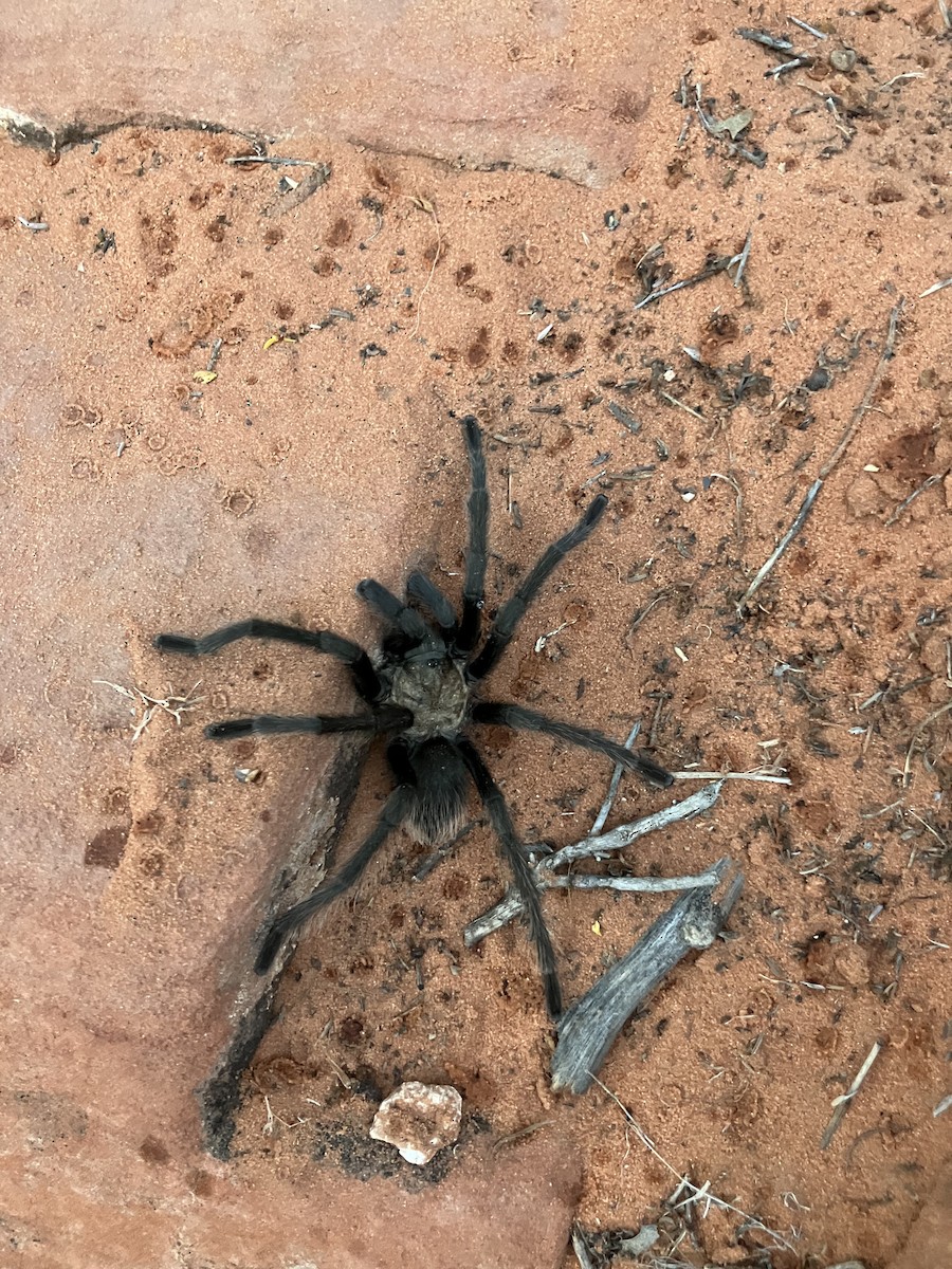 Desert Tarantula - ML643305052