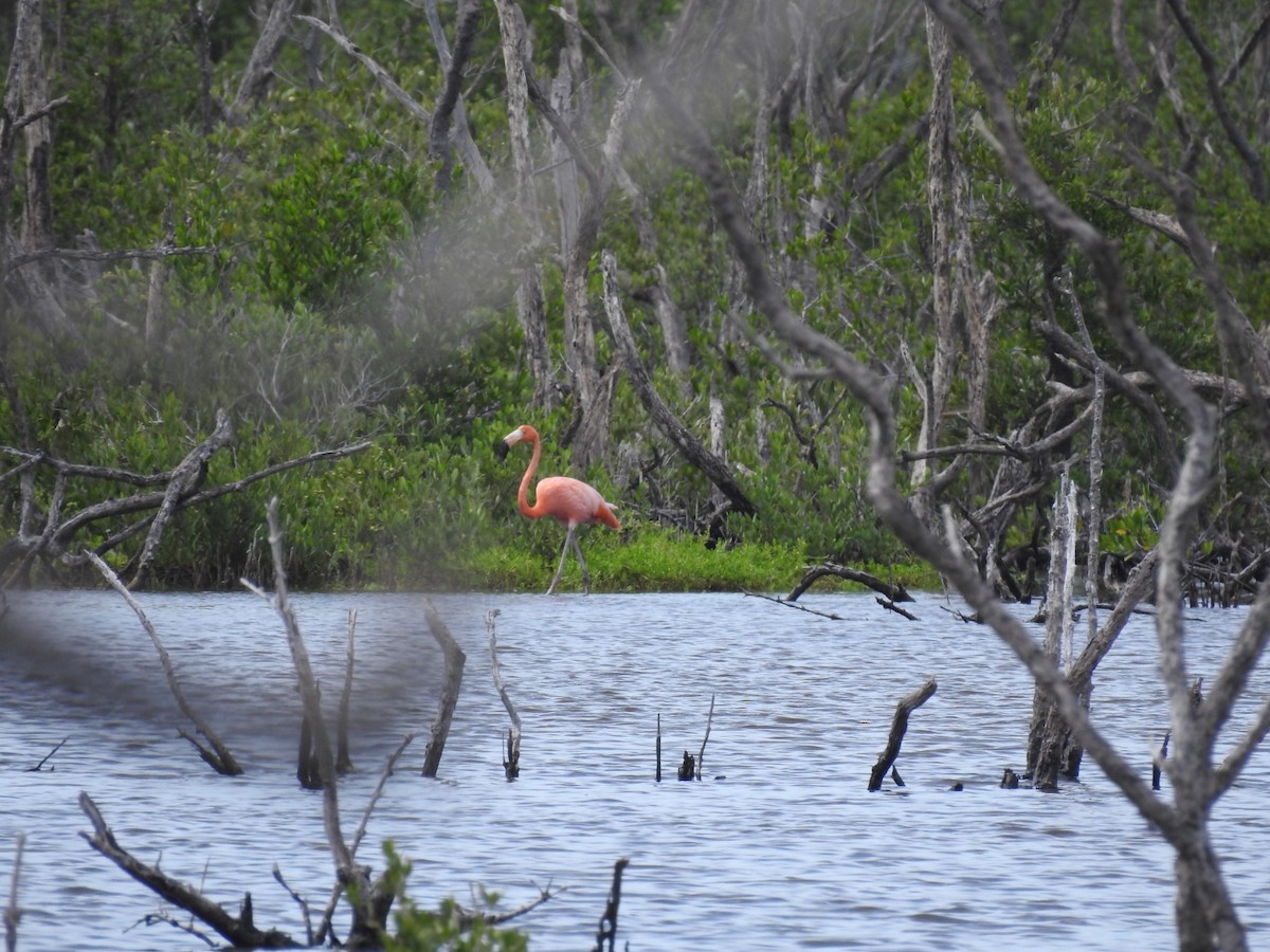 American Flamingo - ML643305057