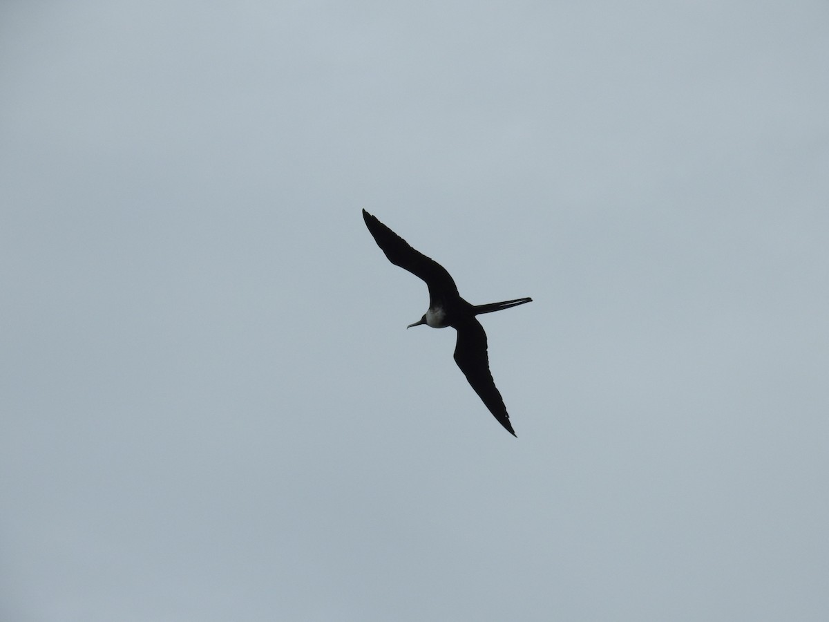 Magnificent Frigatebird - ML643305078