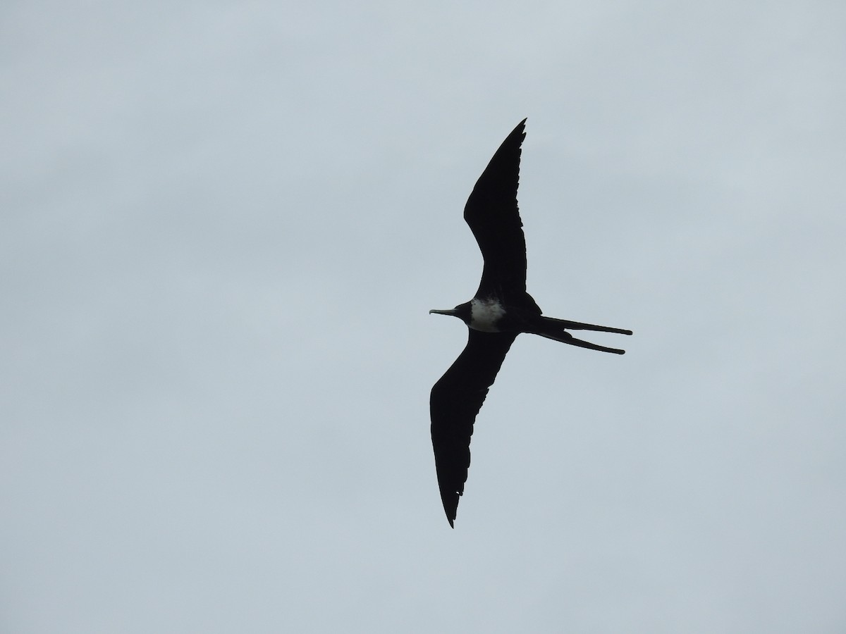 Magnificent Frigatebird - ML643305079