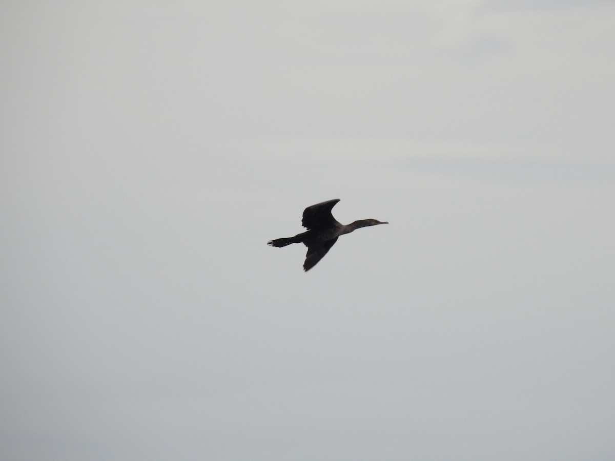 Double-crested Cormorant - ML643305109