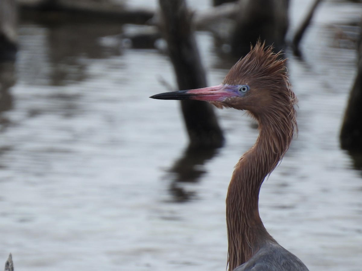 Reddish Egret - ML643305152