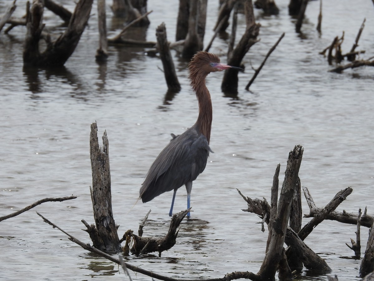 Reddish Egret - ML643305155