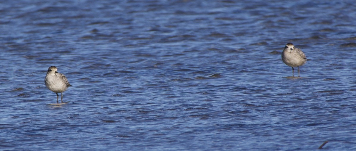 American Golden-Plover - ML643305207