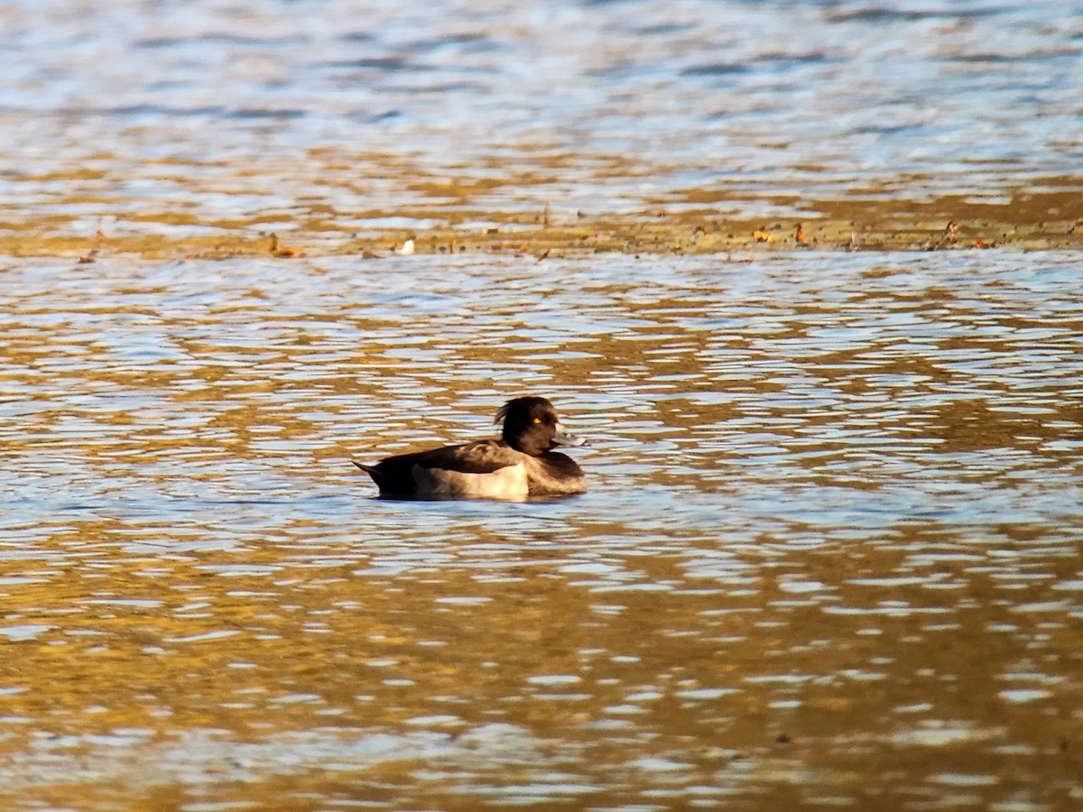 Tufted Duck - ML643305232