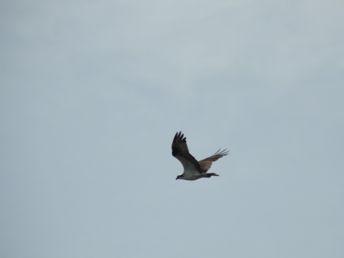 Osprey - ML643305236