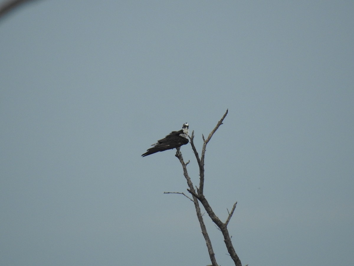 Osprey - ML643305237