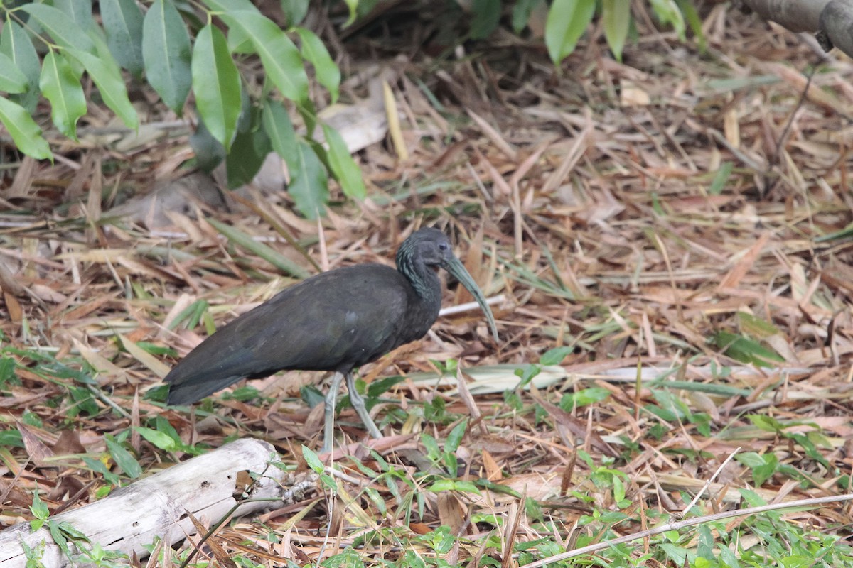 Green Ibis - ML643305240