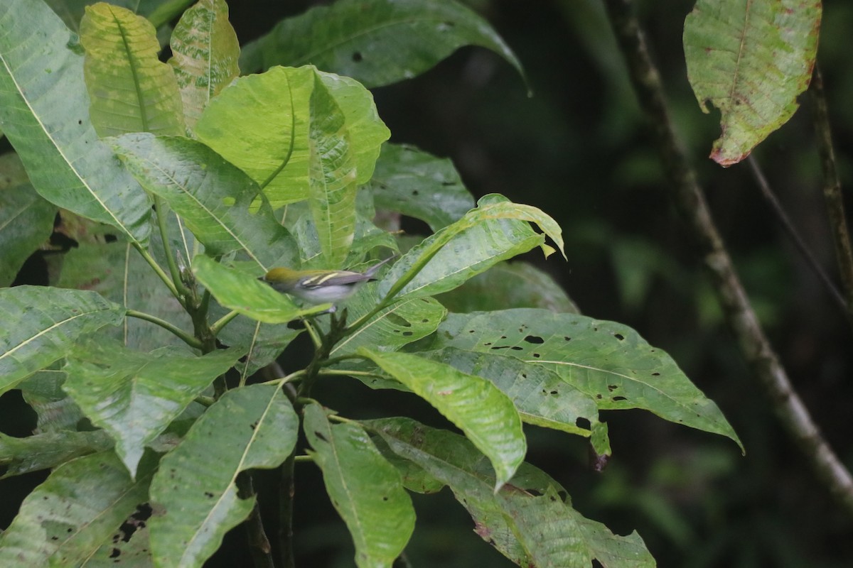 Chestnut-sided Warbler - ML643305241