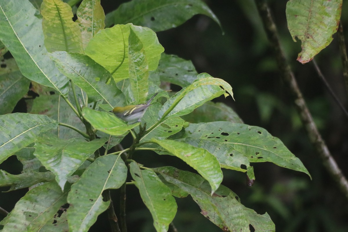 Chestnut-sided Warbler - ML643305242
