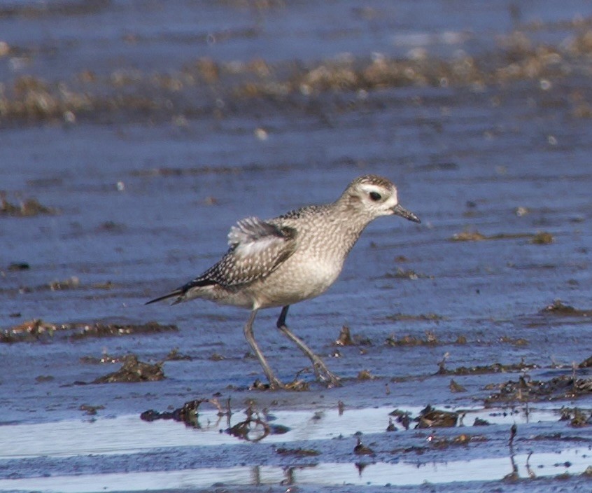 American Golden-Plover - ML643305259