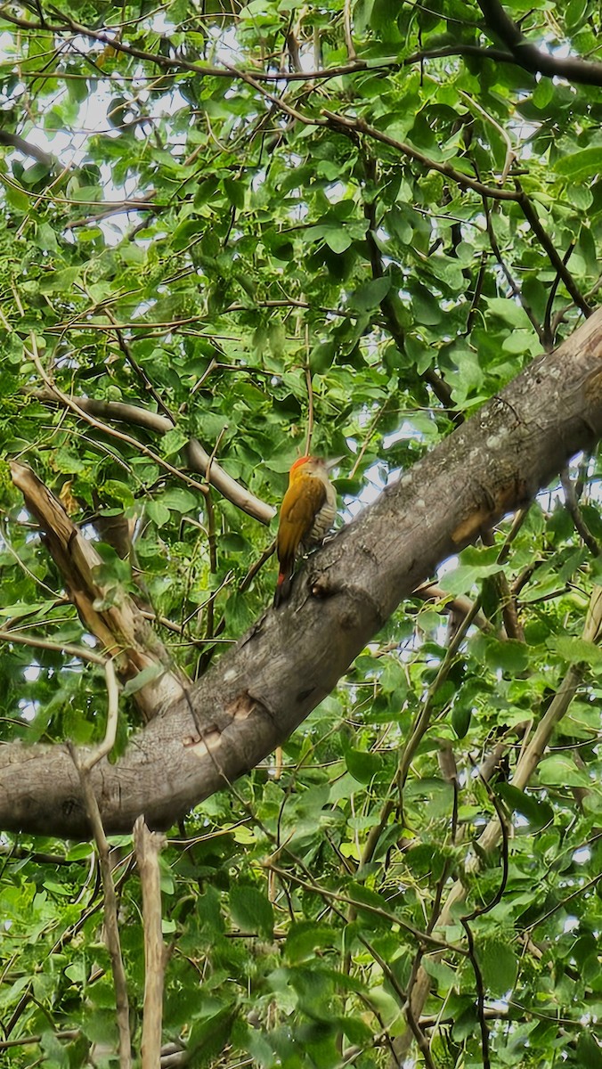 Red-rumped Woodpecker - ML643305263