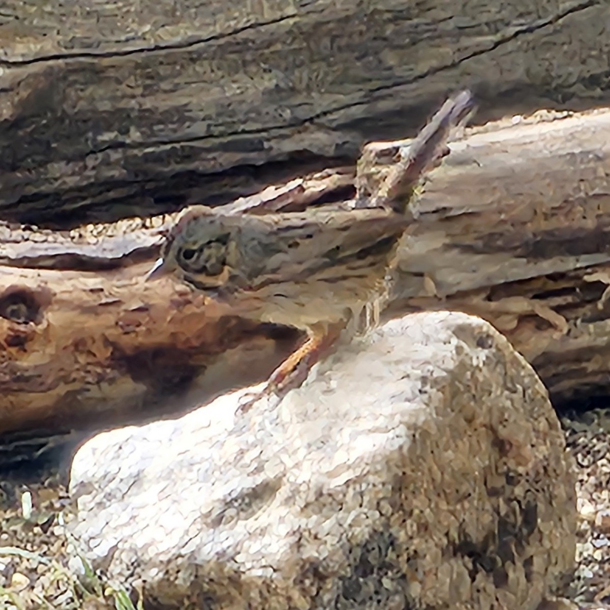 Lincoln's Sparrow - ML643305273