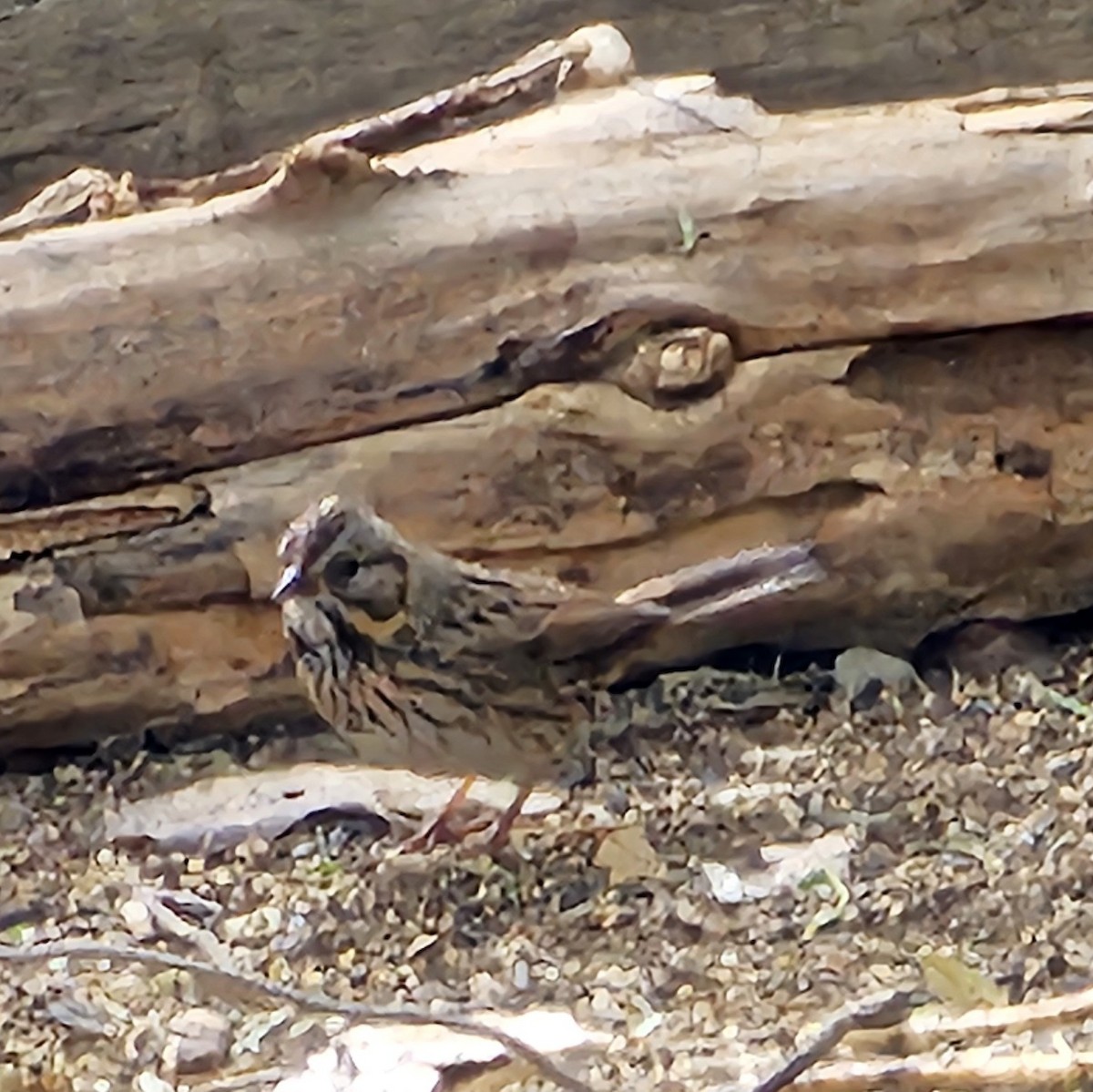 Lincoln's Sparrow - ML643305274