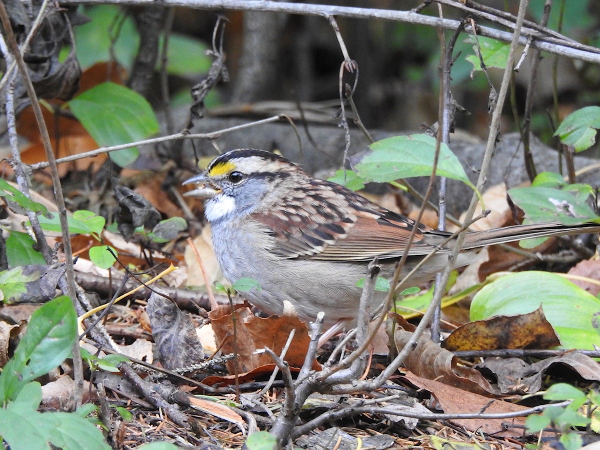 White-throated Sparrow - ML643305276