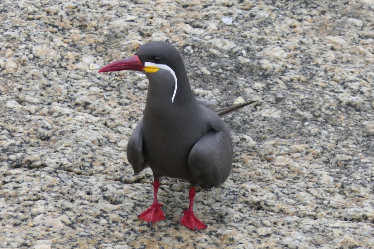 Inca Tern - ML643305284