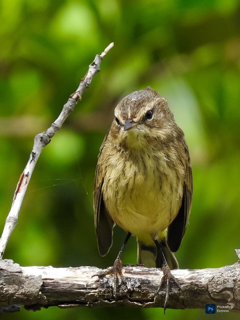 Palm Warbler - ML643305292