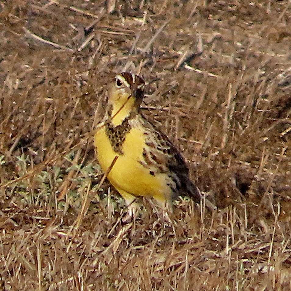 Western Meadowlark - ML643305323