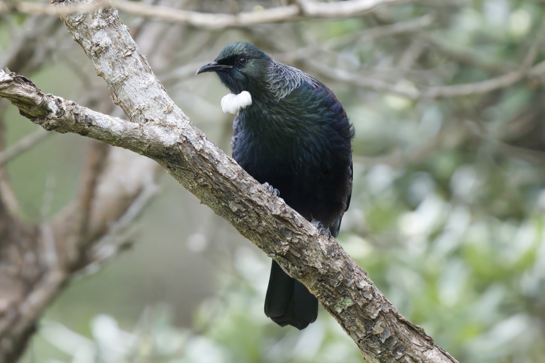 Tui - ML643305324