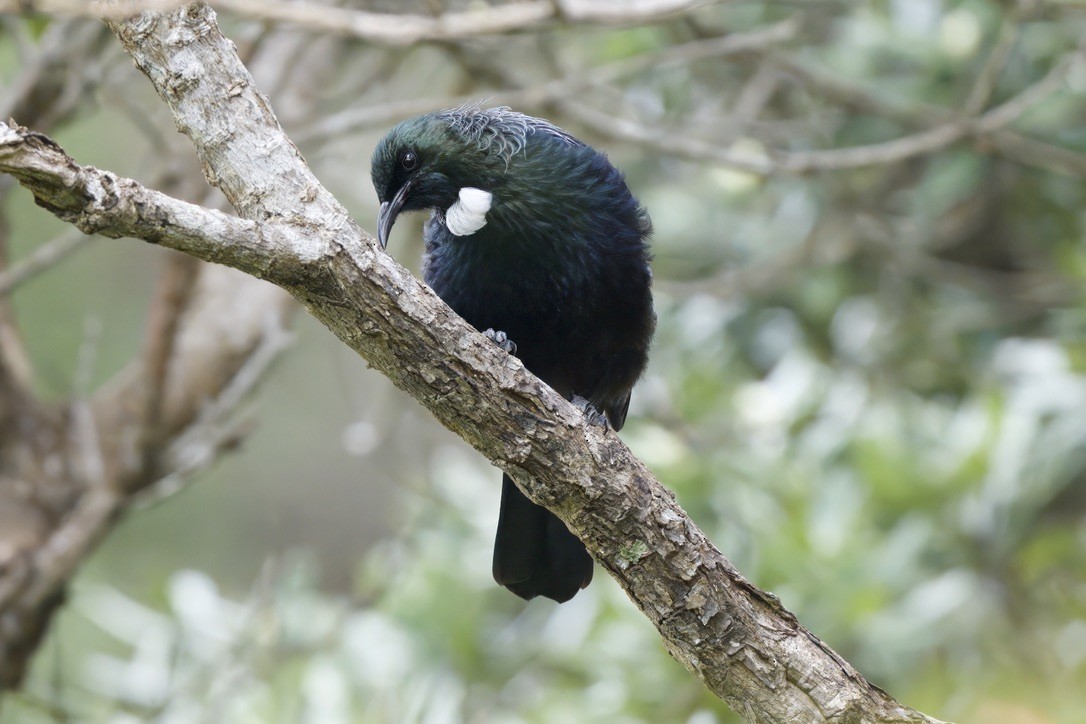 Tui - ML643305327
