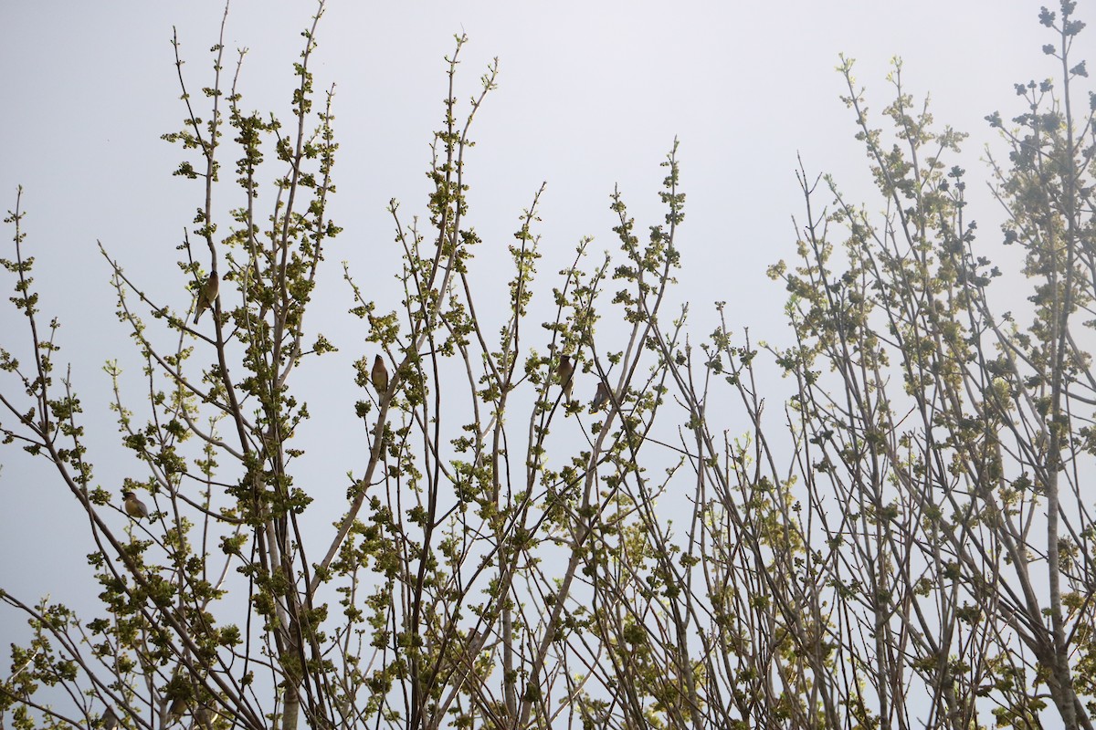 Cedar Waxwing - ML643305331