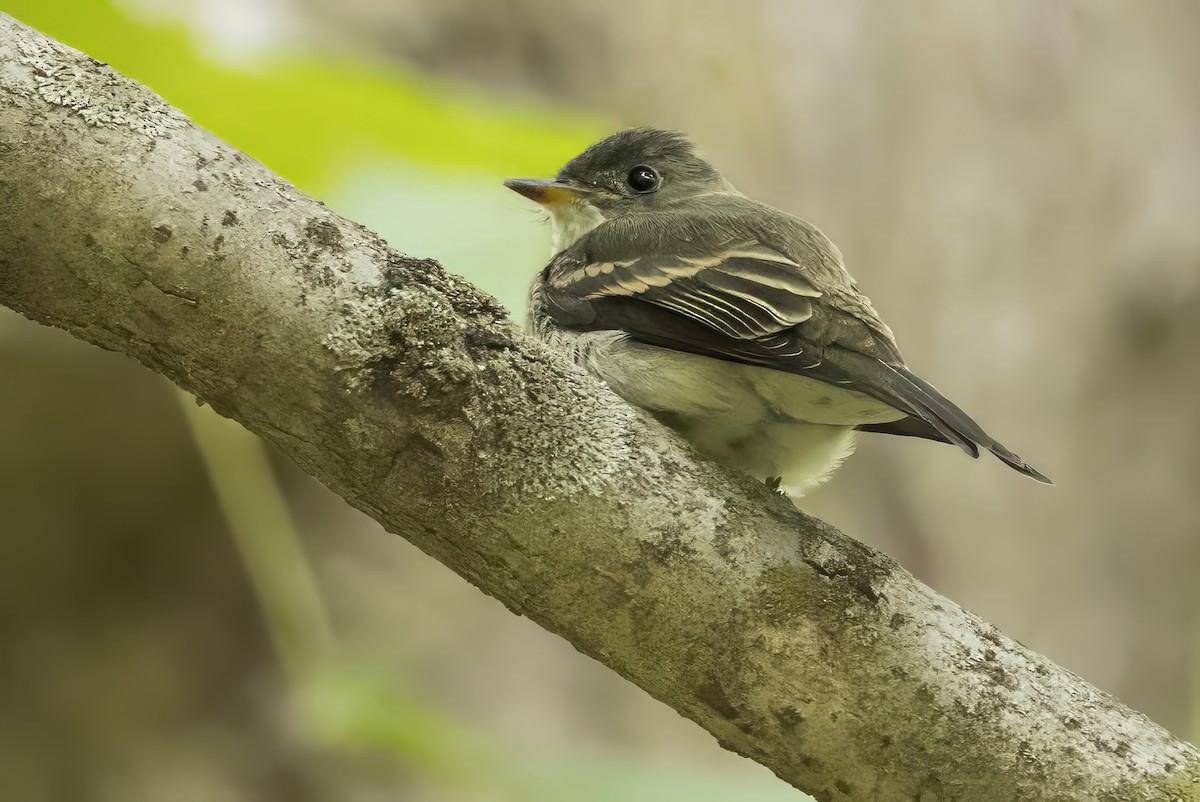 Alder/Willow Flycatcher (Traill's Flycatcher) - ML643305335