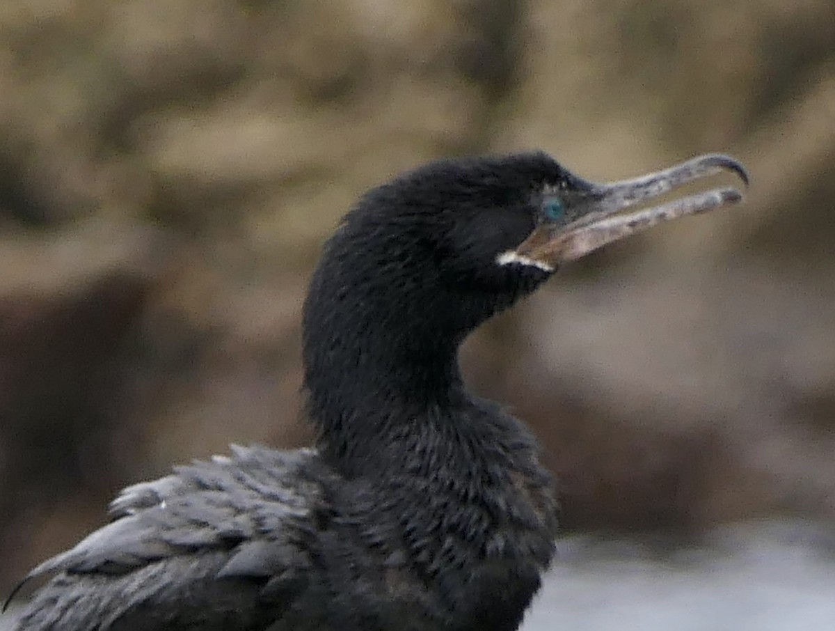 Neotropic Cormorant - ML643305347