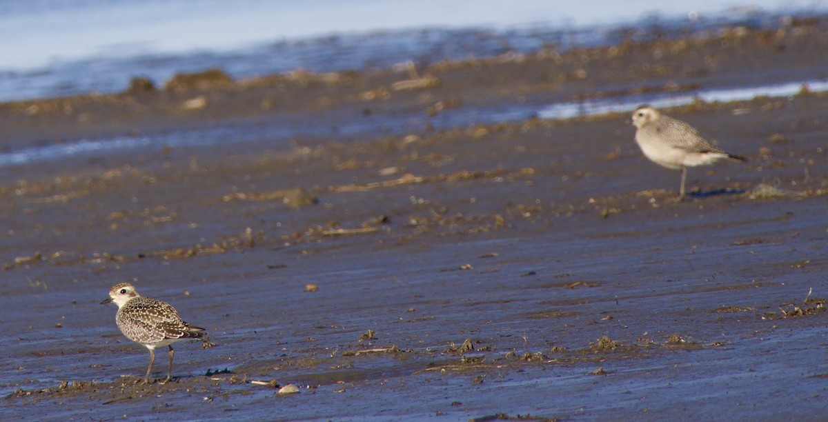 American Golden-Plover - ML643305351