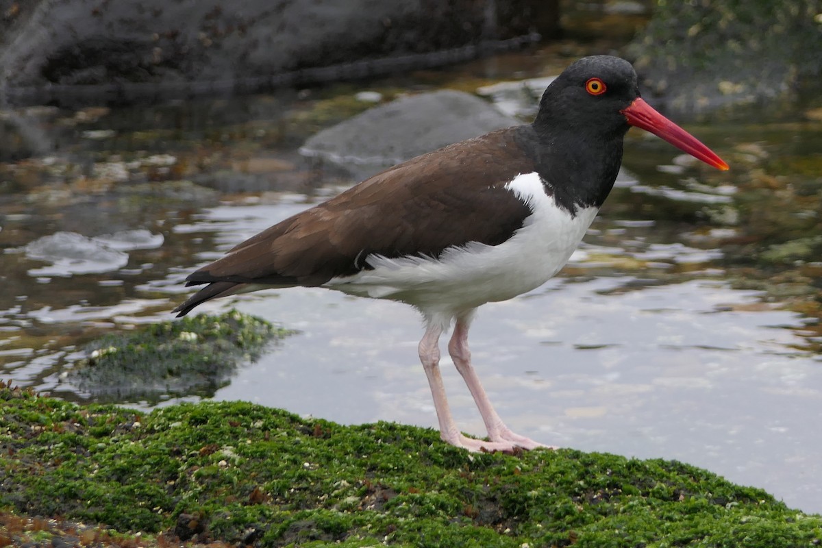 American Oystercatcher - ML643305358