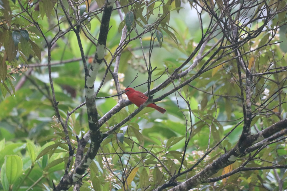 Hepatic Tanager - ML643305360