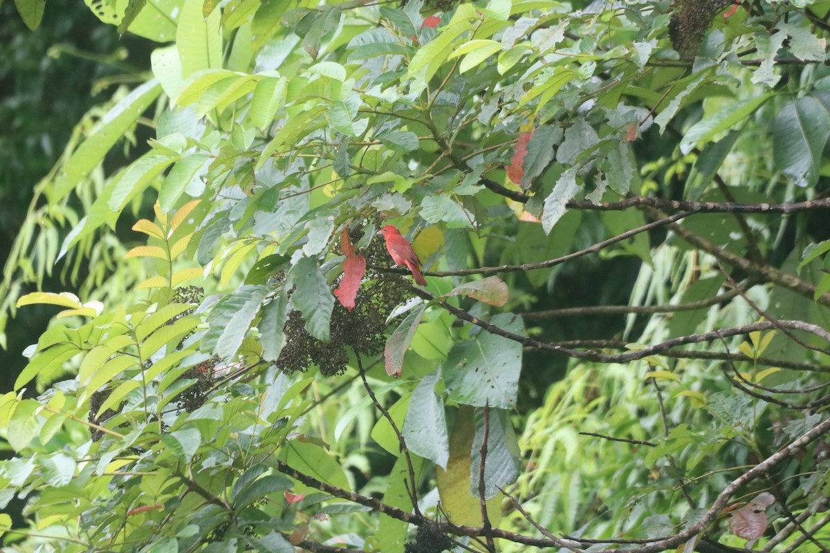 Summer Tanager - ML643305362