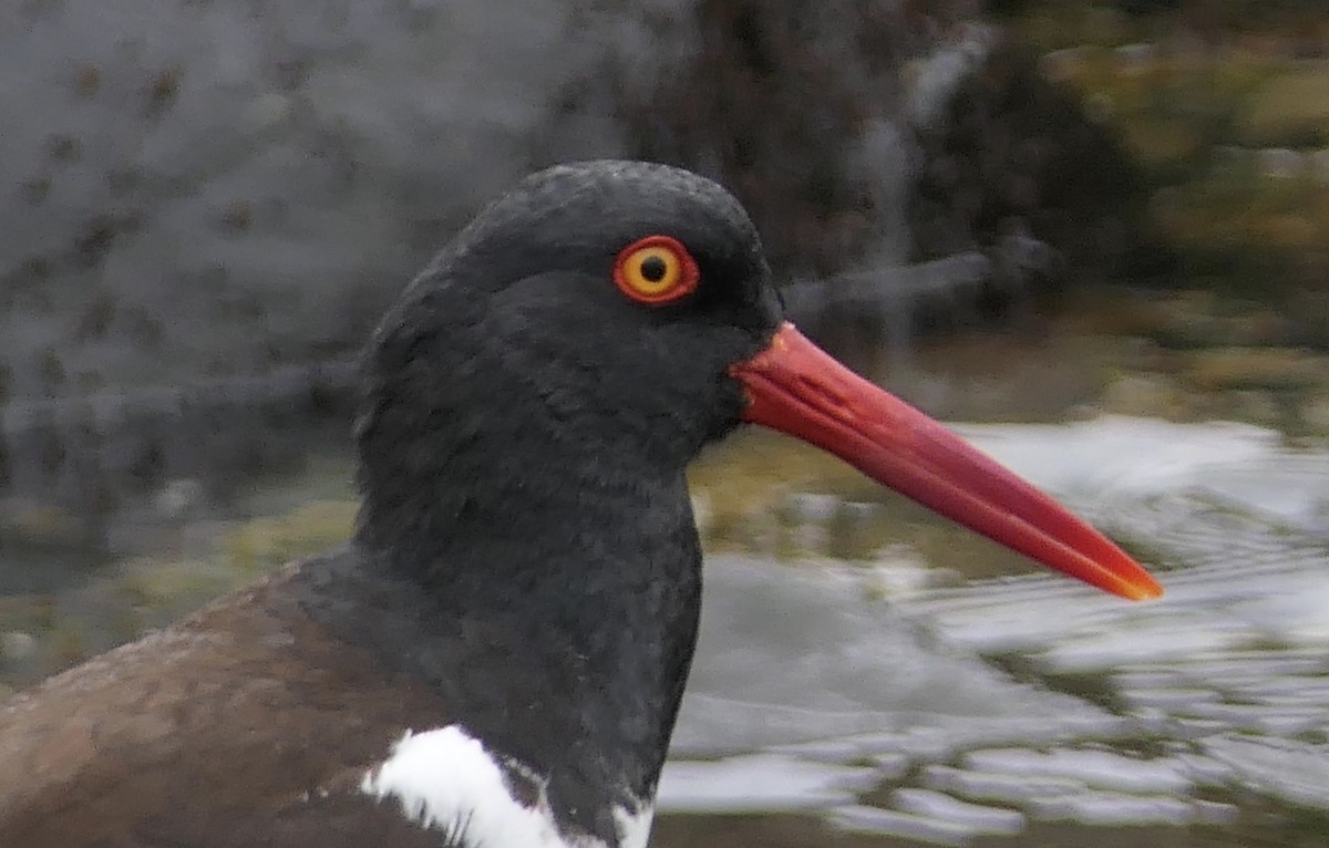 American Oystercatcher - ML643305363