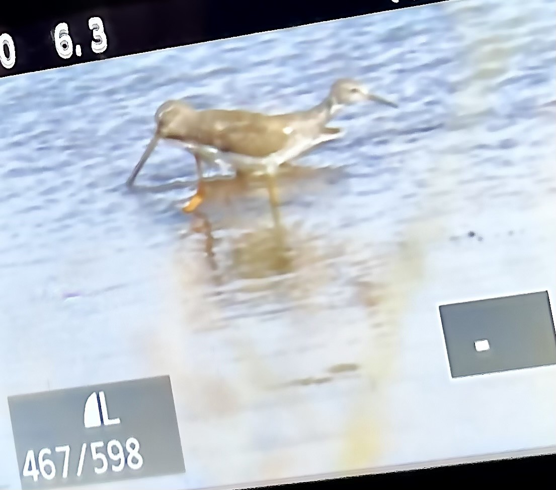 slukovec krátkozobý/dlouhozobý - ML643305372