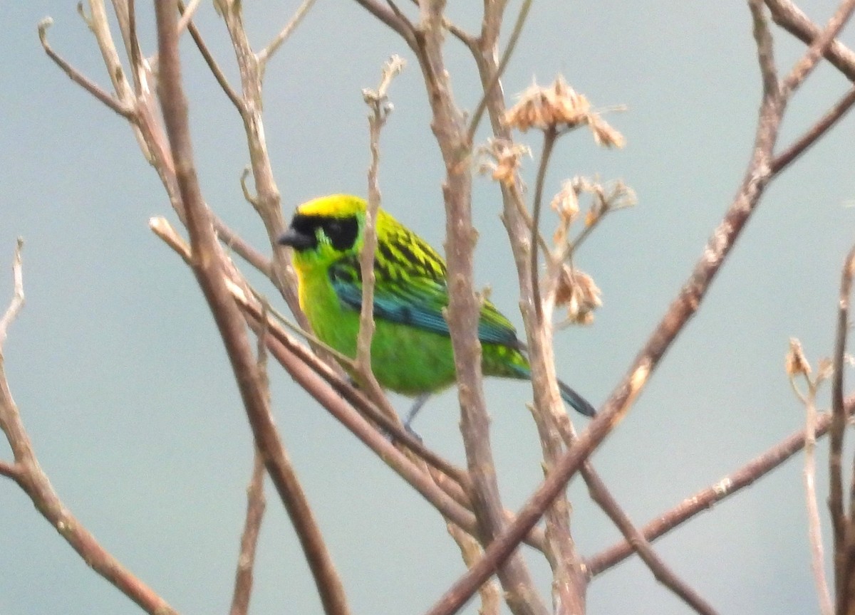 Танагра золотогруда - ML643305401