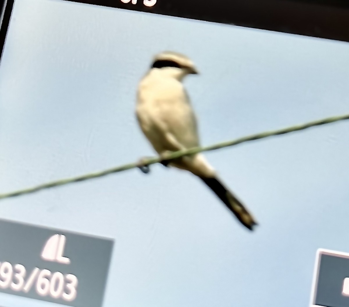 ťuhýk americký - ML643305409